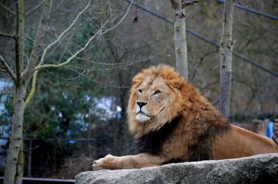 Cat looking away in zoo