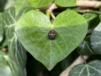 Close-up of insect on leaf