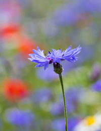 Close-up of purple flowering plant