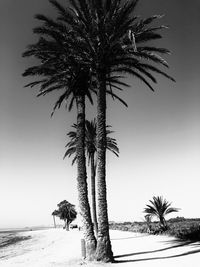 Palm tree against clear sky