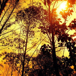 Low angle view of trees at sunset