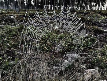 Close-up of spider web on plant in forest