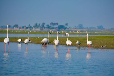 Flamingos in a lake