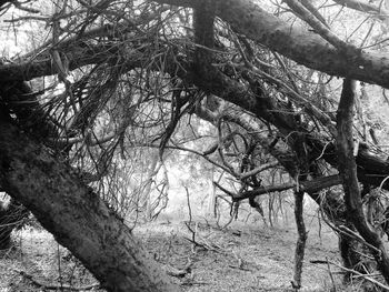 Bare trees in forest