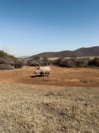 Horse grazing on field against clear sky