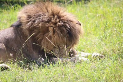 View of a cat relaxing on field