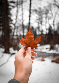 Cropped hand holding dry maple leaf against bare trees during winter