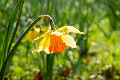 Close-up of day lily plant