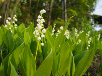 Close-up of small plant with white flowers