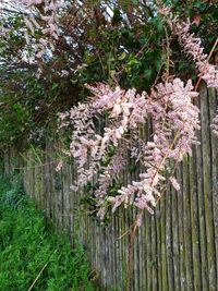 View of flowering plants against fence