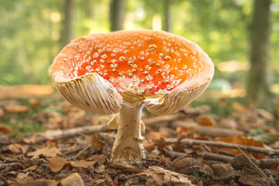 Close-up of fly agaric mushroom on field in forest