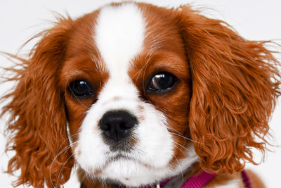 Close-up portrait of dog