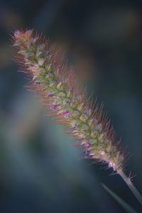 Close-up of purple flowering plant