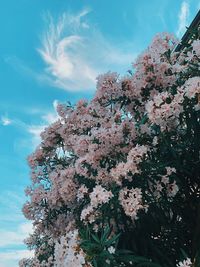 Low angle view of pink flowering tree against sky