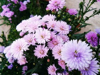 Close-up of pink flowering plants