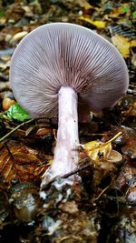 Close-up of mushroom in forest