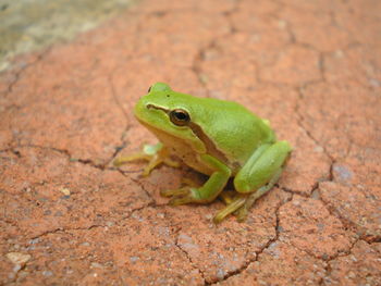 Close-up of green lizard