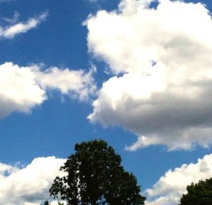 Low angle view of trees against blue sky