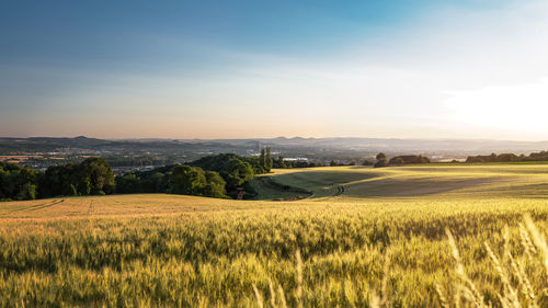 Scenic view of agricultural field against sky