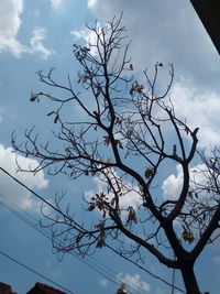 Low angle view of flowering tree against blue sky