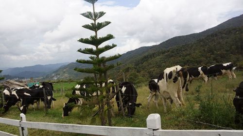 View of cows on field against sky