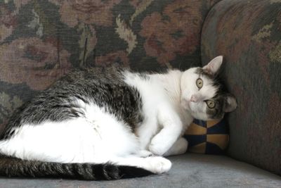 Close-up of cat relaxing on floor