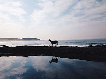 Dog standing on beach