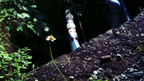 Close-up of small flowering plant