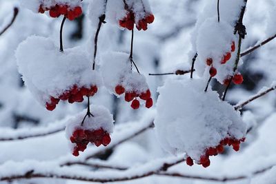 Close-up of frozen tree against sky