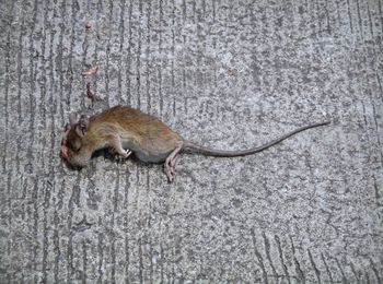 High angle view of squirrel on ground