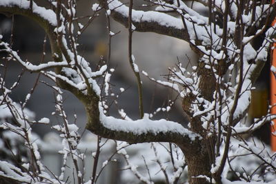 Close-up of snow covered tree