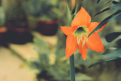 Close-up of orange flowering plant