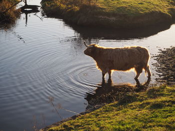 Horse standing on lake against trees