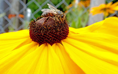 Close-up of yellow flower