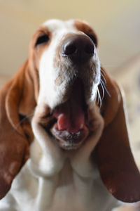 Close-up of dog at home