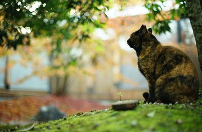 cat