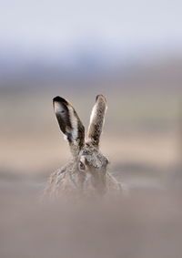 Close-up of insect on beach
