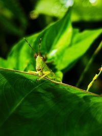 Close-up of insect on leaf