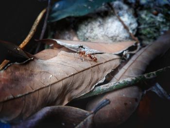 Close-up of insect on tree