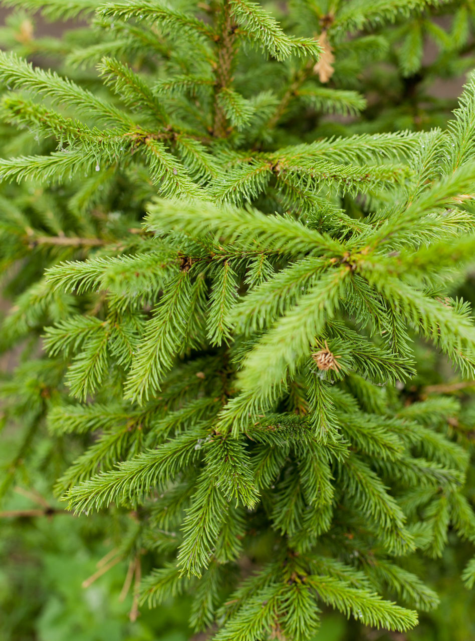 CLOSE-UP OF GREEN LEAVES