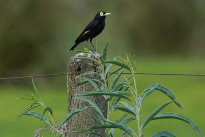 Bird perching on wooden post