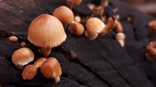 Close-up of mushrooms growing outdoors