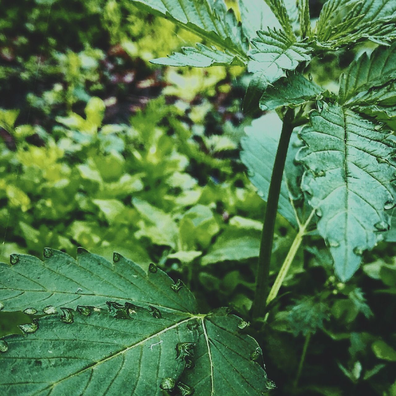 CLOSE-UP OF PLANT