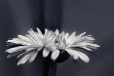 Close-up of white daisy flower