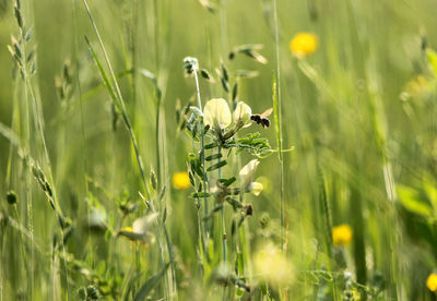 Close-up of insect on flower