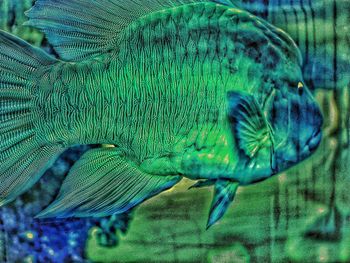 Fish swimming in sea