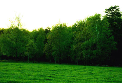 Trees on field