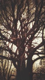 Low angle view of bare trees against sky