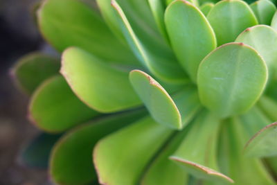 Full frame shot of succulent plant