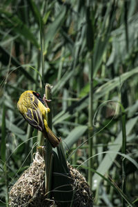 Close-up of caterpillar on plant